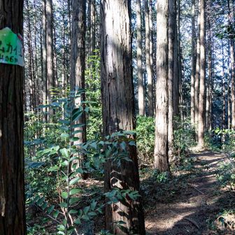 唯一標高400ｍ越え、東ムカイ山山頂