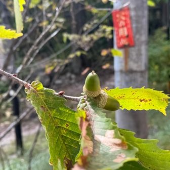 こどもどんぐり