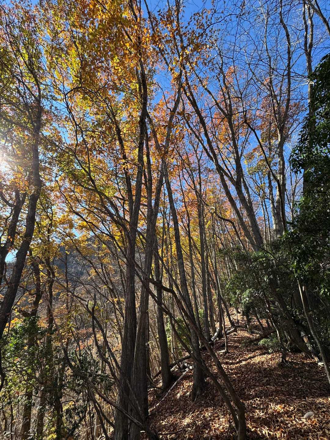 まだ紅葉見れて良かった🍁