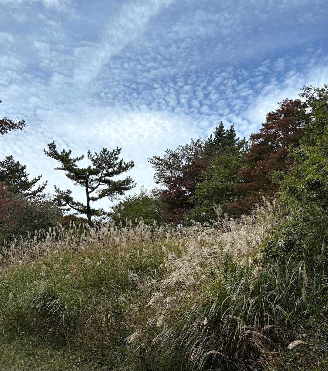 🌾ススキと🤏青空