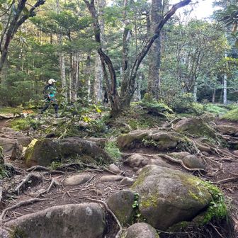 押手川
ここから右に登ると押手川から編笠山の山頂を通らずに青年小屋へ向かう山腹を巻く穏やかなトラバースルート（巻き道）。山頂直登ルートのような急な岩場を避け、苔むした樹林帯を約35〜40分で穏やかに歩くことができる。