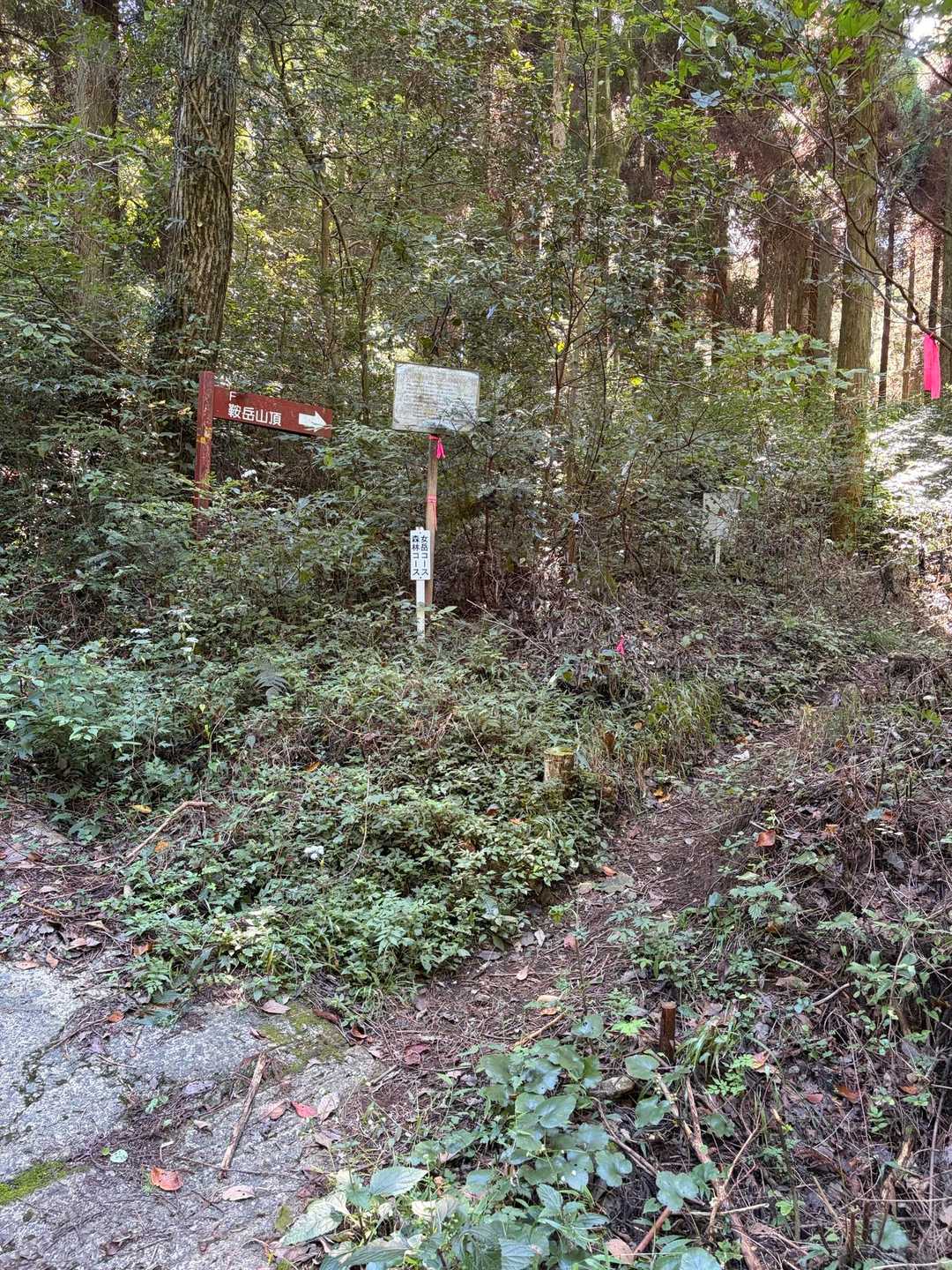 伏石登山口-　 往復コースの写真