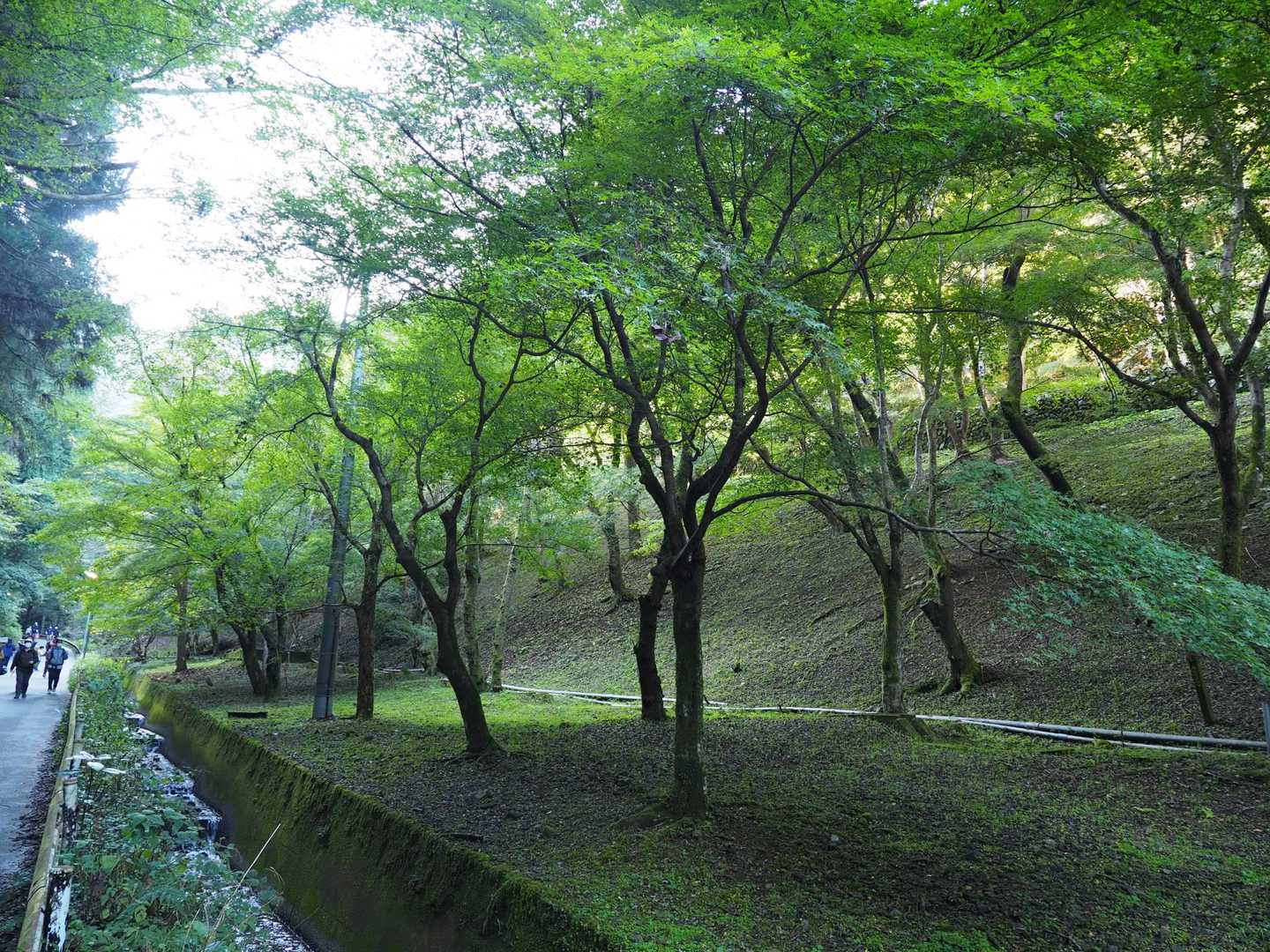 紅葉はまだまだ先ですね〜
青紅葉が美しい✨