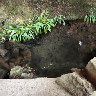 、、、井戸に、カエルが 飛び込んだぞっー！🐸しかも、茶色ブツブツガエル 

ぎゃー！！！ぎゃー😱もう！