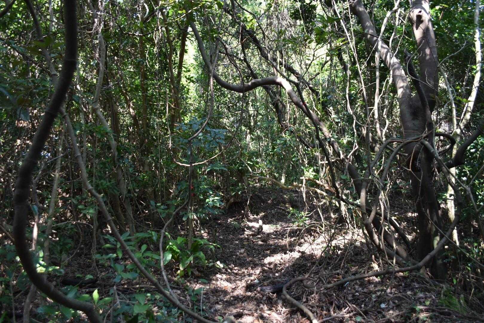 指宿あたりの山よりも、少しジャングル感がある。
でも、整備されていて、ルートは明瞭。
歩きやすいよ💃。