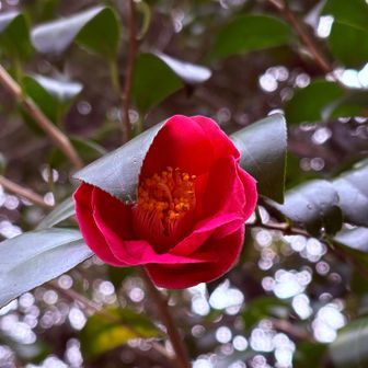 椿も咲いていました