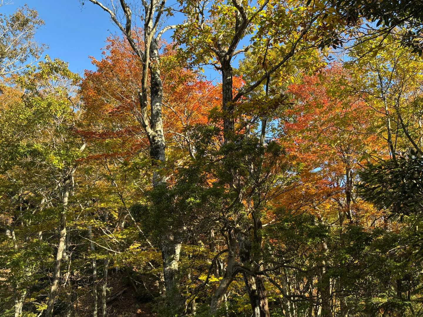 紅葉がいい感じです