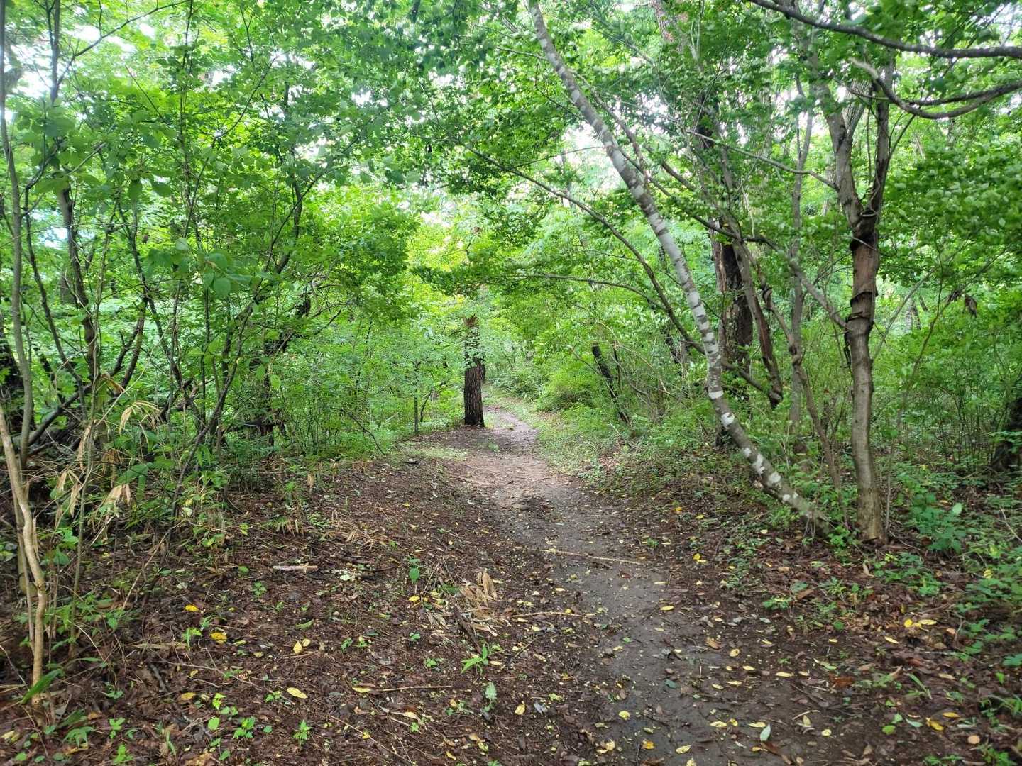 宇津峰 往復コースの写真