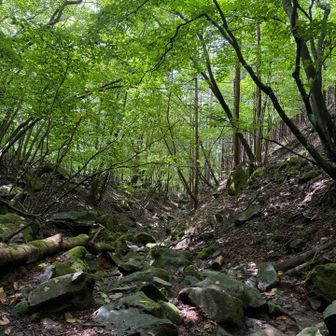 綺麗な樹林帯です