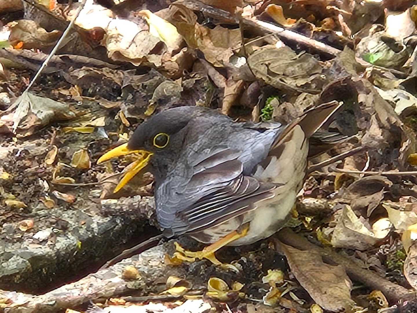 この鳥が先導してくれました🐦
お花を撮っている私を待っていて、歩き始めると数歩前をチョコチョコと歩くを何度か繰り返しました。
飛べないのかと思い、横に並んで撮ったら飛んでいっちゃいました😅