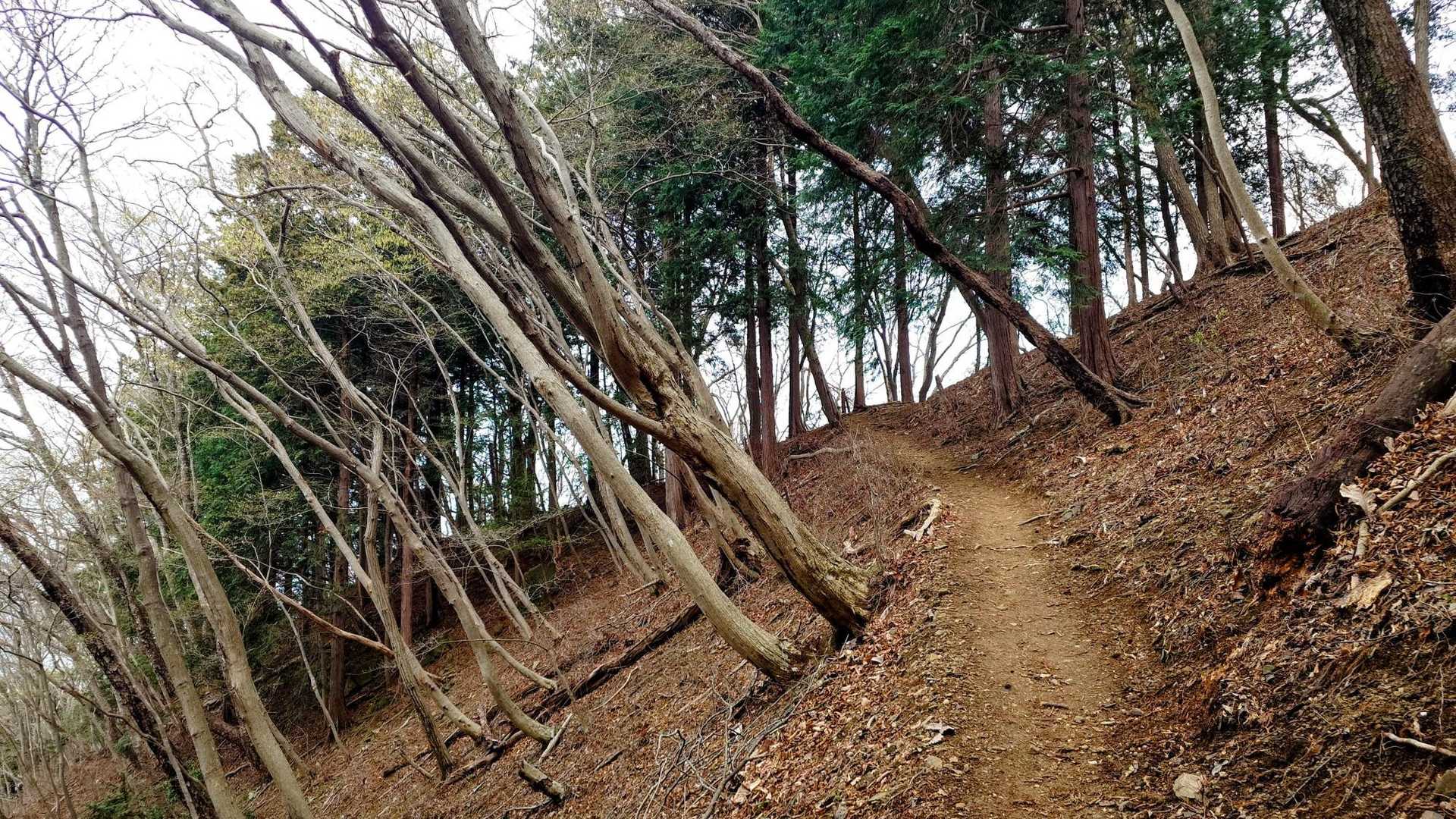 栗山登山口-笠山-笠山峠-七重峠-堂平山 往復コースの写真
