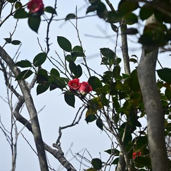 薮椿さんですかね
もう時期終わりかな