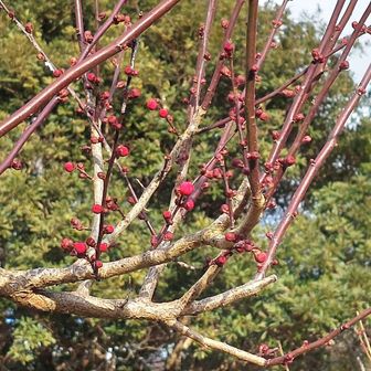 この丸い蕾が可愛いよね😊