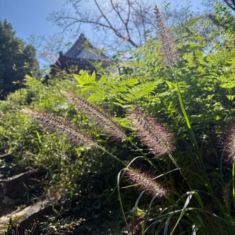 神社の屋根見えて来た！