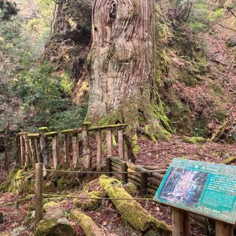 鬼杉、ごんぶとでした！！