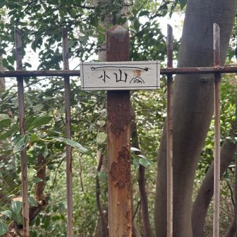 小山⛰️登頂しました🙌
