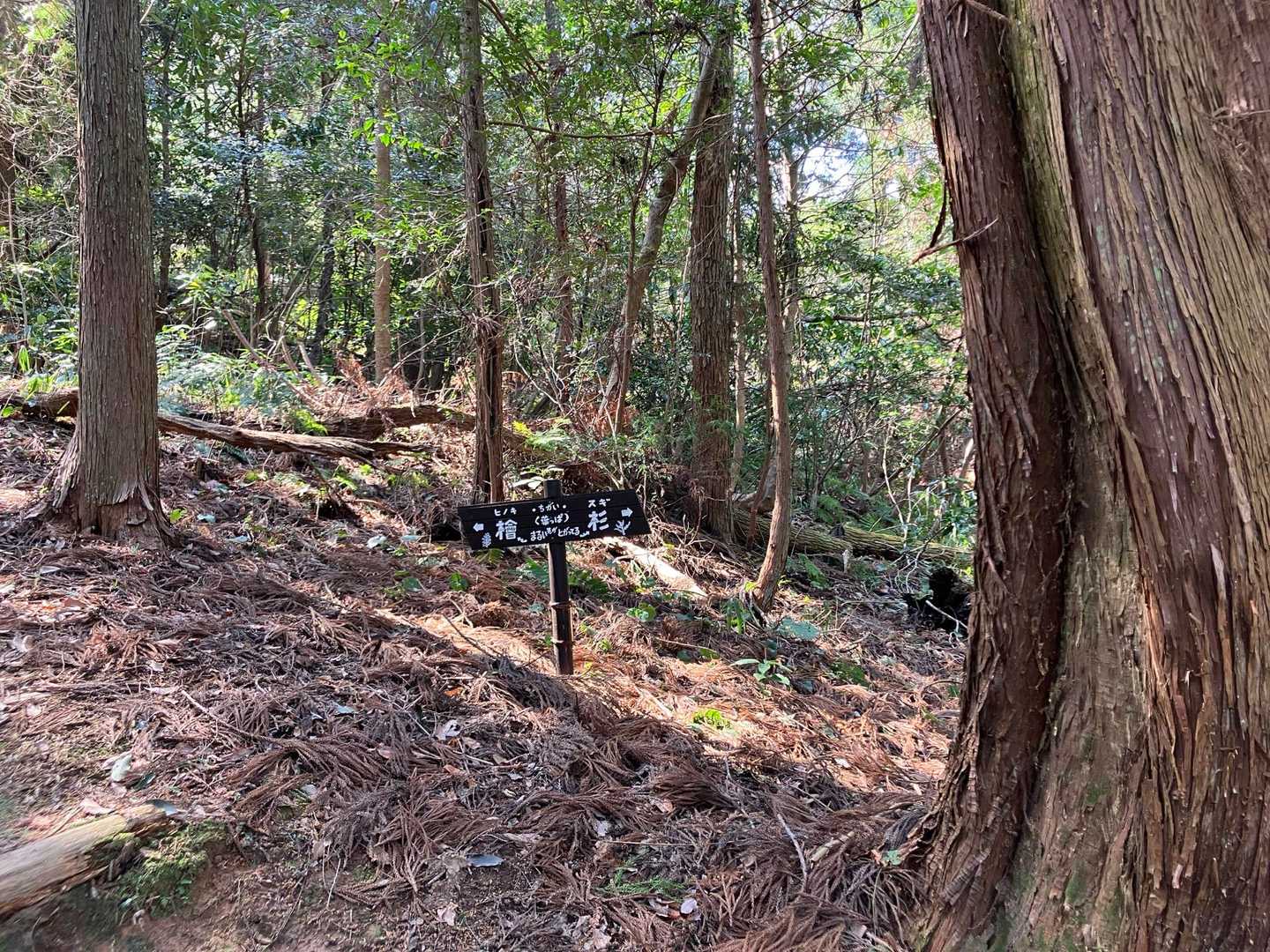 左が檜で、右が杉
花粉症の人には地獄のような標識