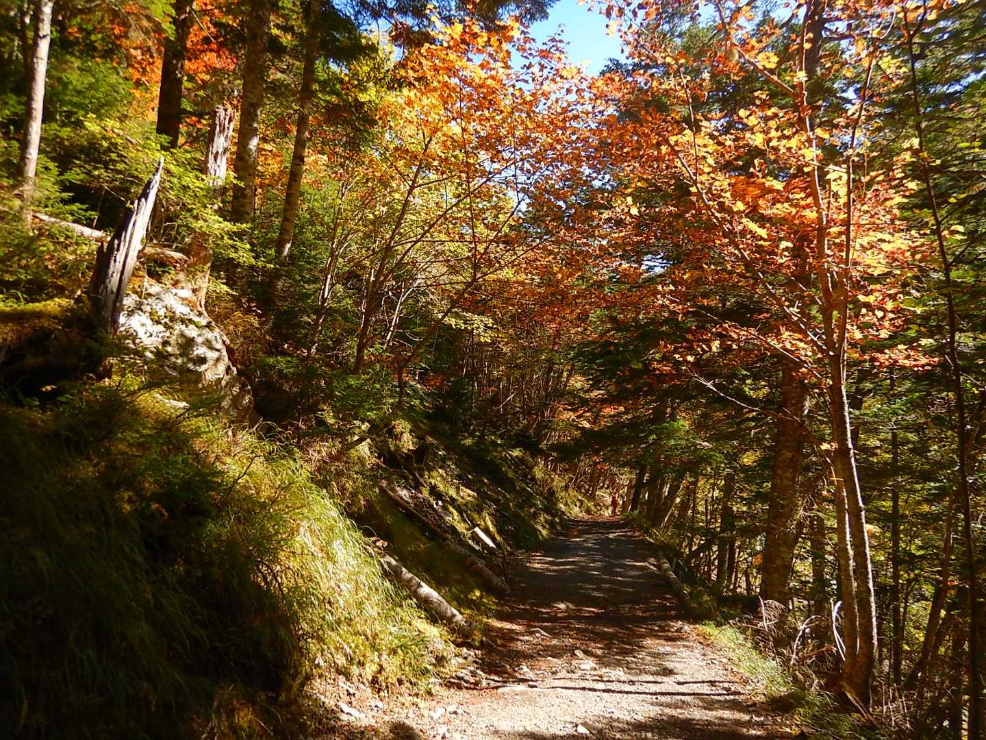 登山口から紅葉パラダイス
