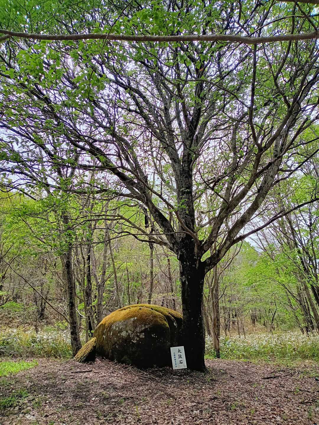 木🌳のそばにアザラシみたいな石😂