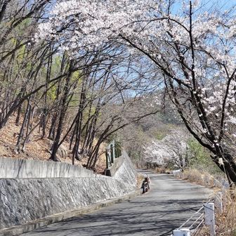 咲いているのはエドヒガンでしょう、きっと