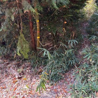 わかりづらいが分岐を入る
細く山道らしい道がうれしい☺️