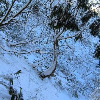 誰も歩いていない道を下る   時折 雪煙が舞い上がる