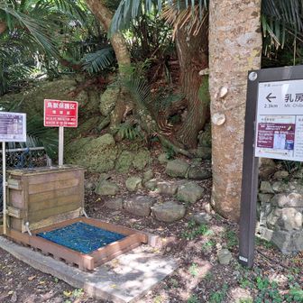 母島には、父島で絶滅しちゃったカタツムリなんかが未だ生息している為、靴底に付いた天敵のプラナリア等を除去するために登山口で前以て処置をします
