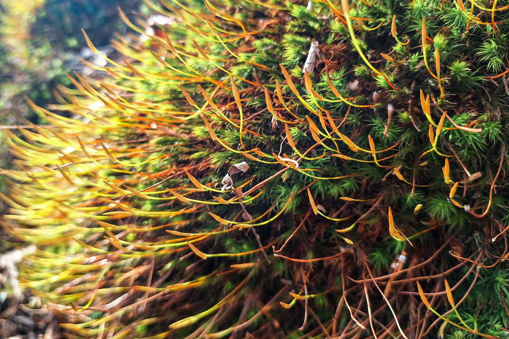 道すがらの苔ふさふさ