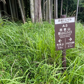 暫くはコンクリートの
作業道歩き