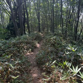 また山頂で休憩後、下山