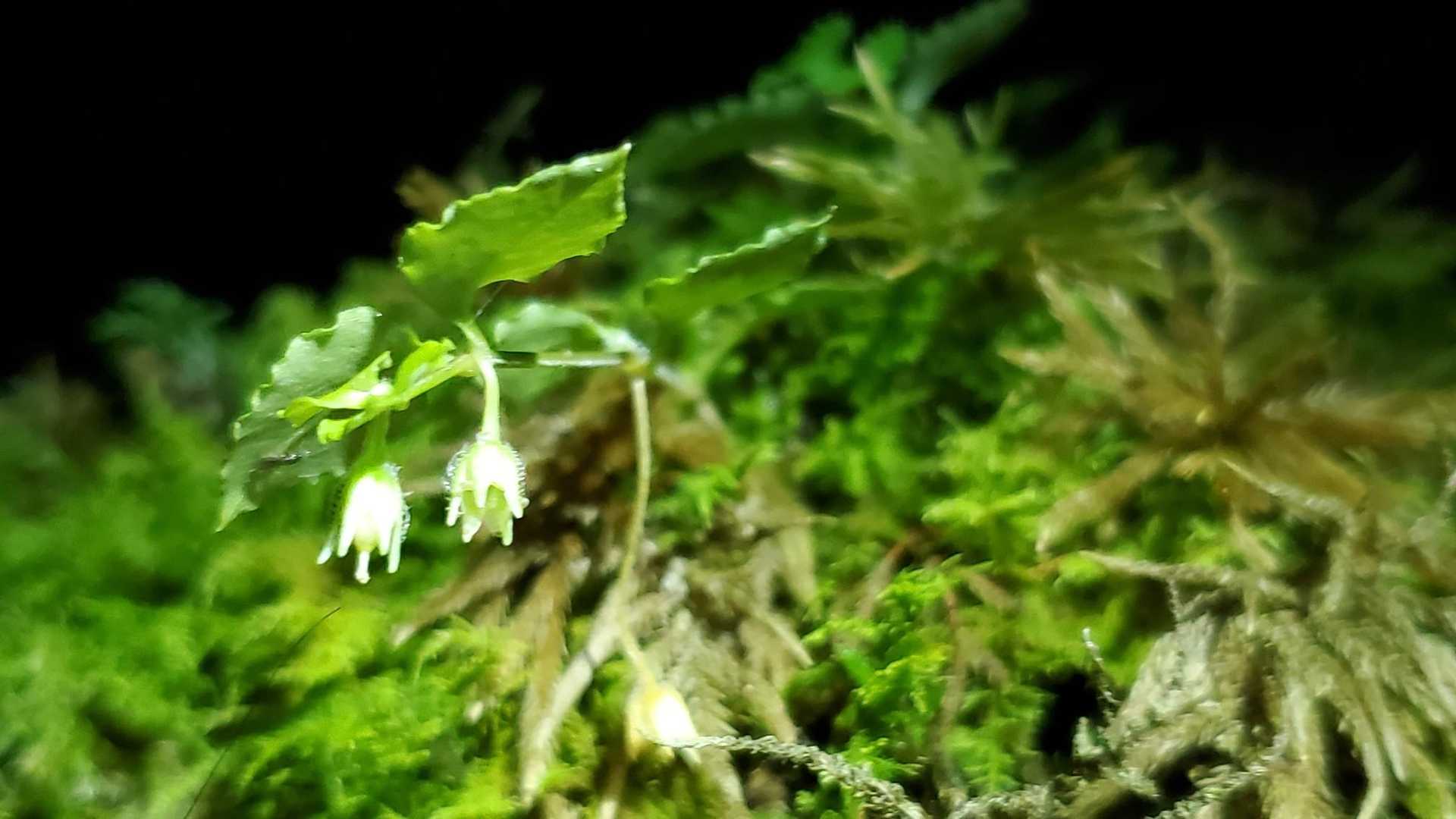 小さな花が葉っぱの下から下がってた。ピントが合わずボケたのしか撮れず。