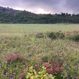 木道から見る草原