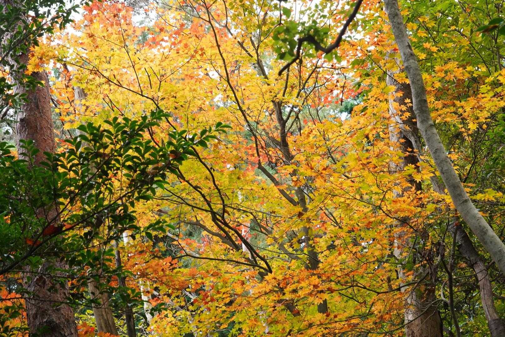 ポンポン山の紅葉です
杉が多くて紅葉する木が少なめかなぁ