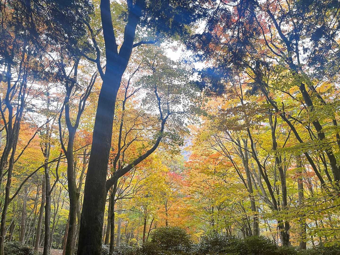 🍁