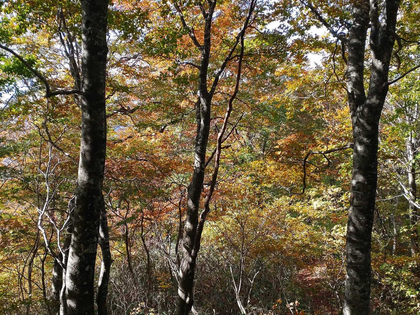 甑林道登山口-名勝沼-女甑山-男甑山 周回コースの写真