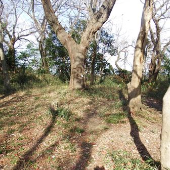 山頂広いです。