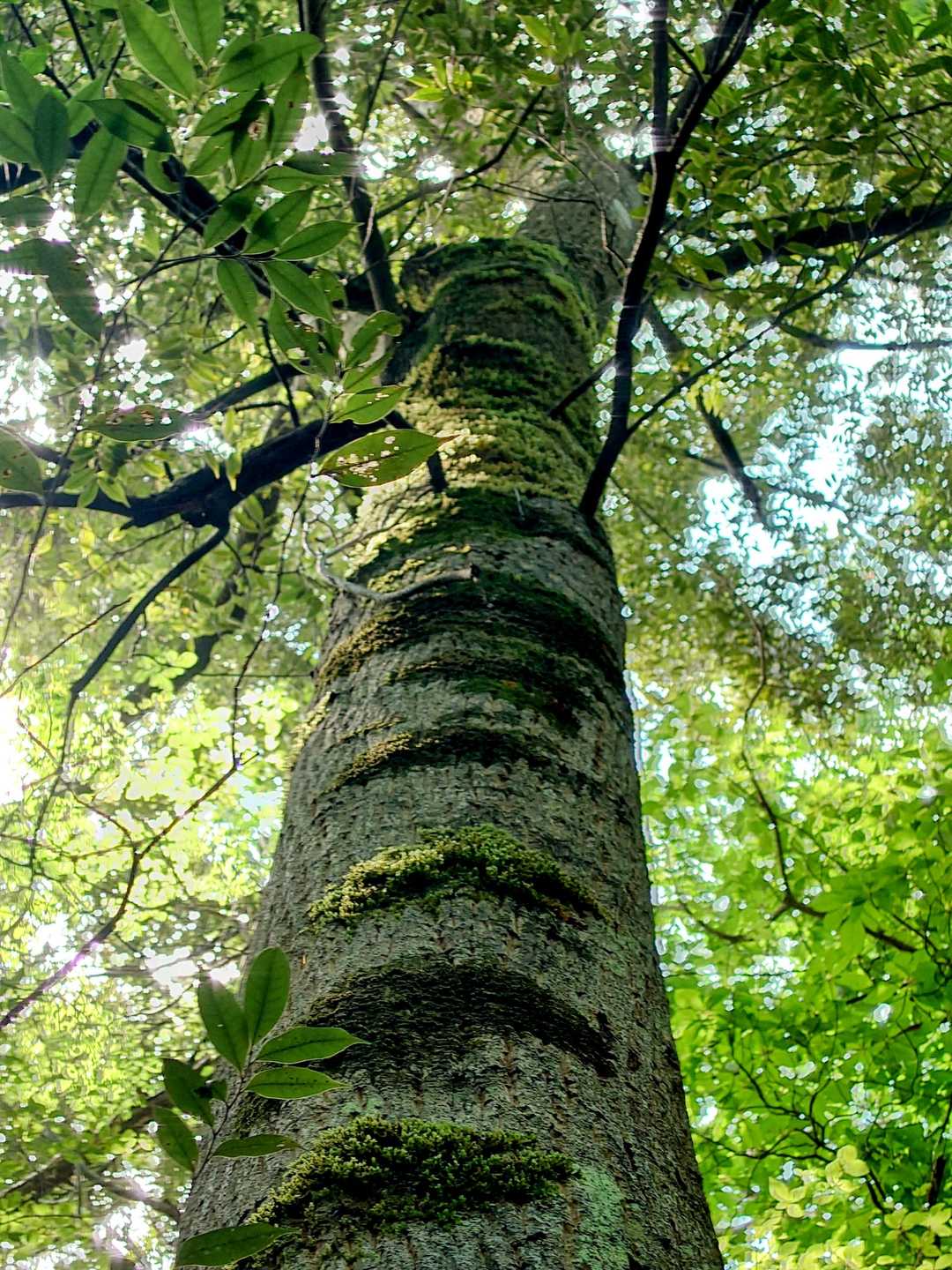 素敵な木🌳
