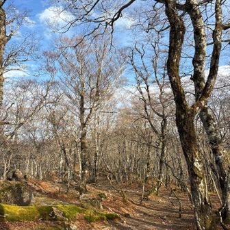 ブナ林を通り抜け････