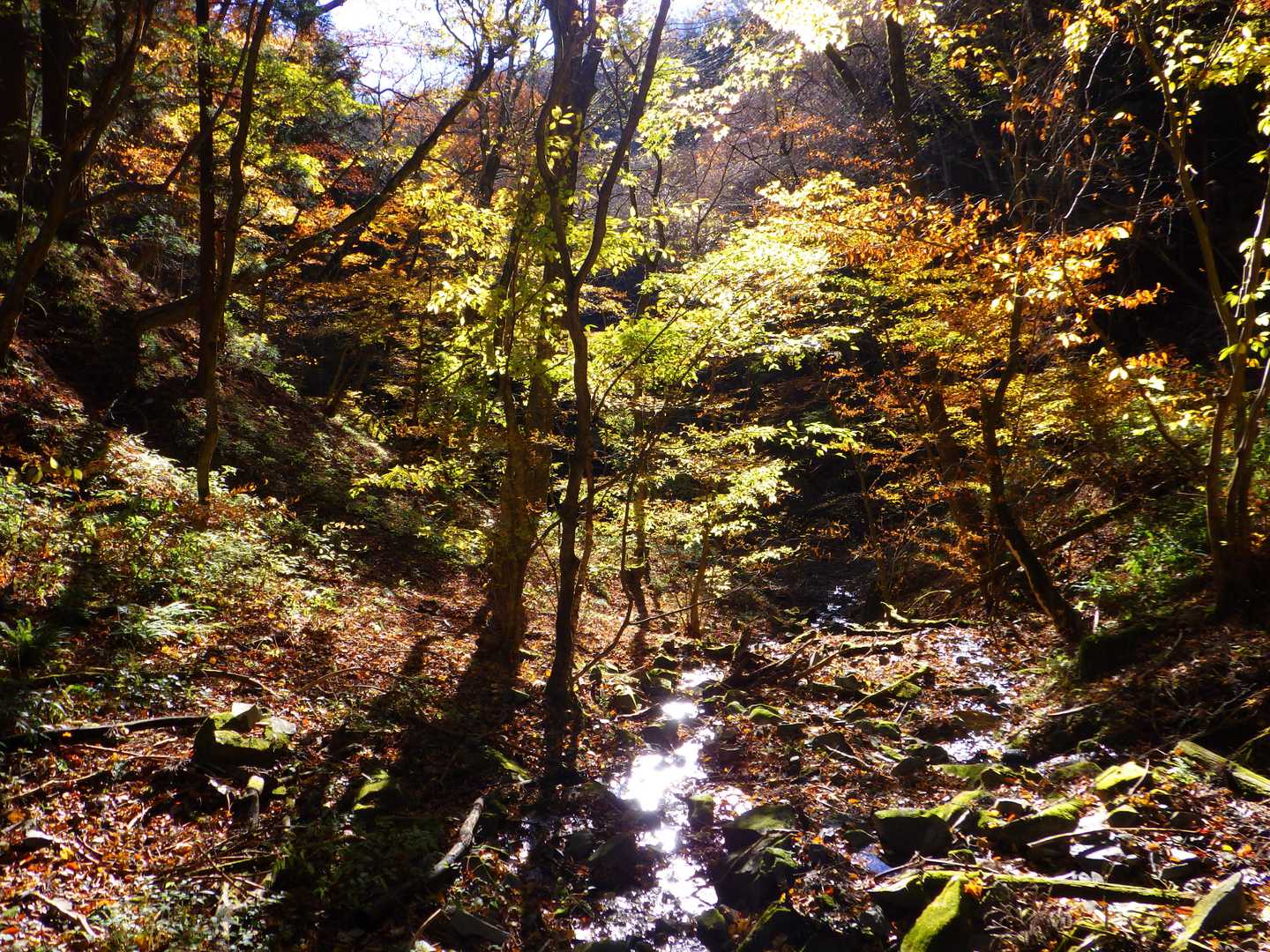 沢沿いの紅葉
