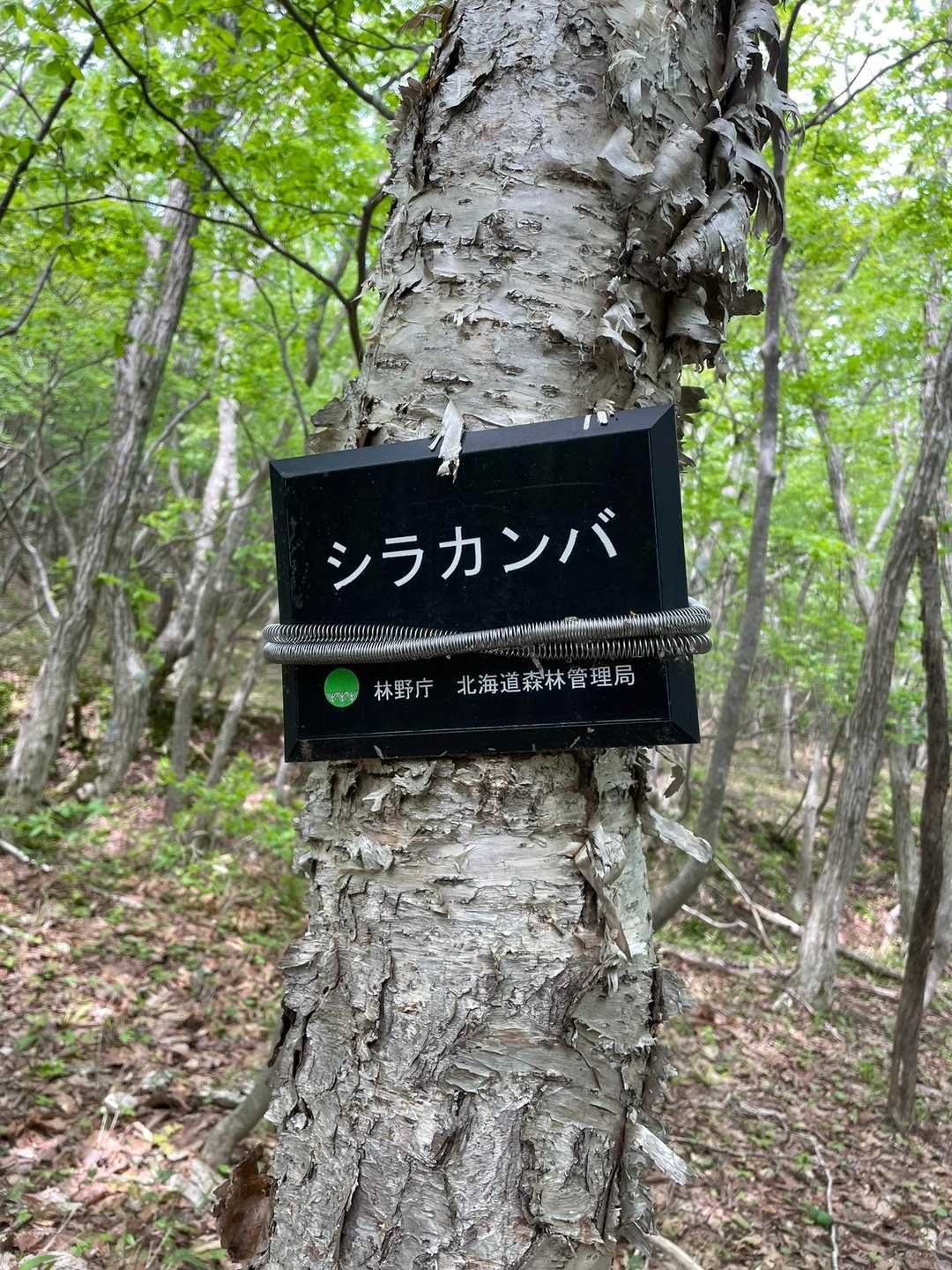 木に優しい看板