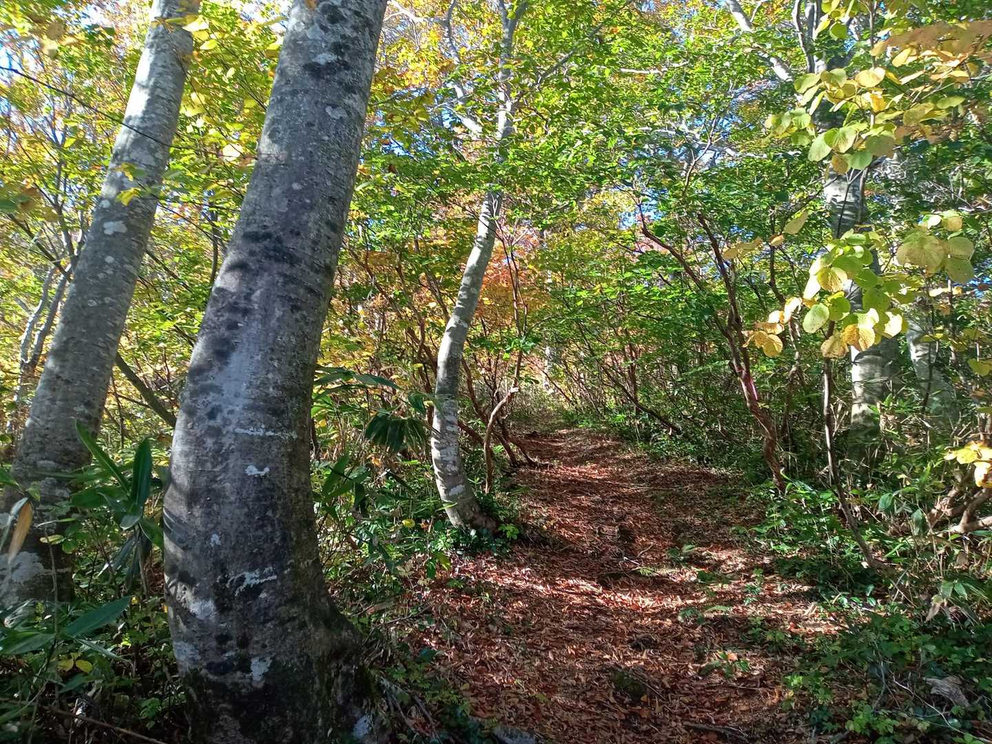吾策新道登山口-万太郎山 往復コースの写真
