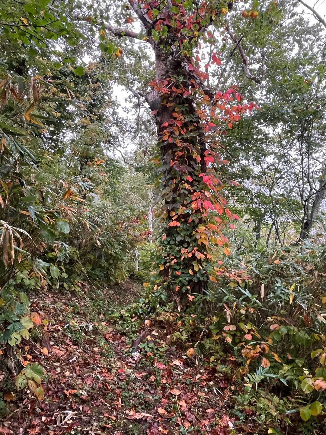 🍁