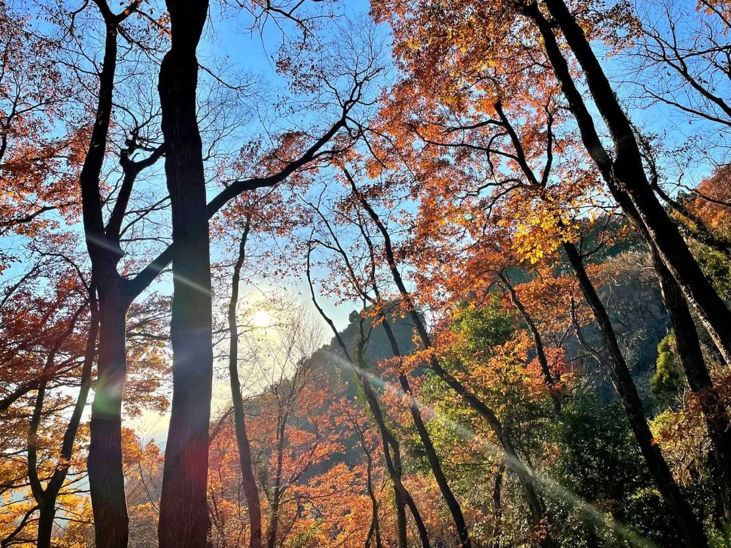 天覧山-多峯主山 周回コースの写真