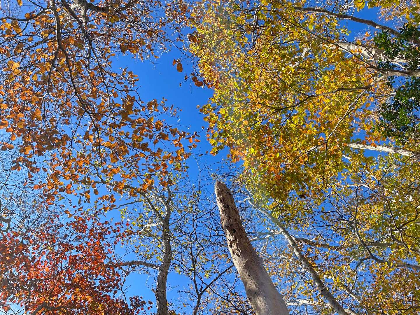 🍁🧡💙💛🍁