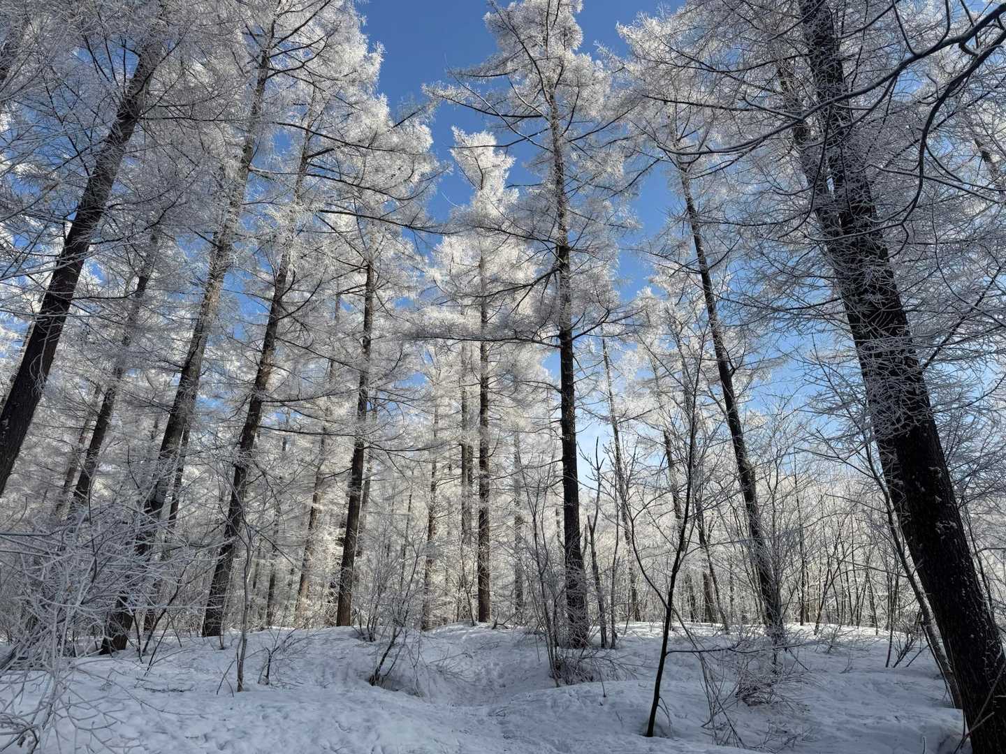 うわー！樹氷がきれい✨