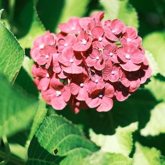 渋い色の紫陽花