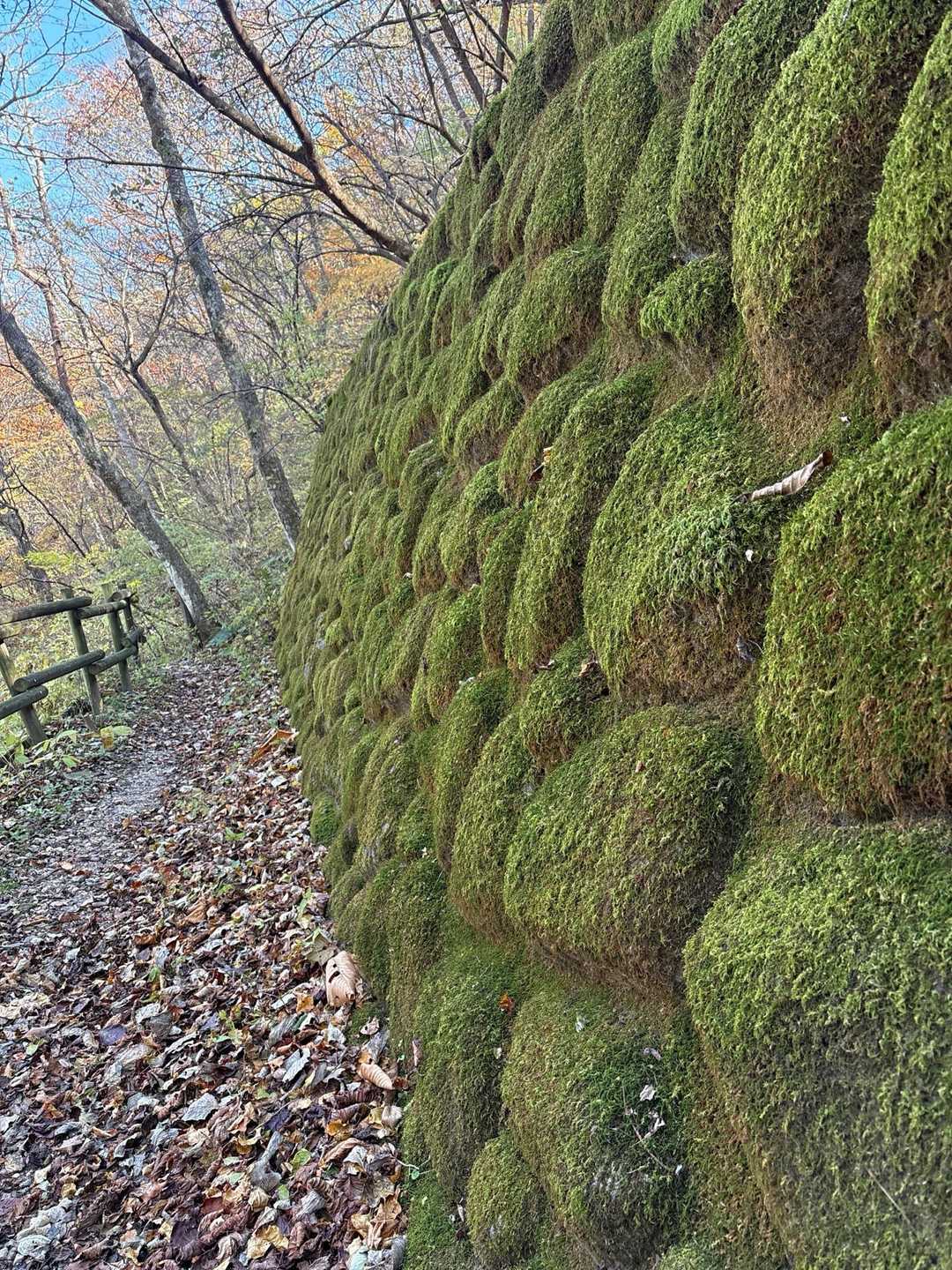 蒸し風呂跡のそばの苔むした石垣