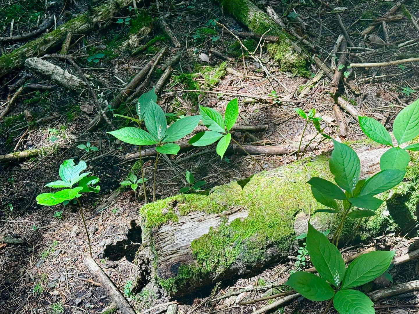 桑留尾登山口-十二ヶ岳 往復コースの写真