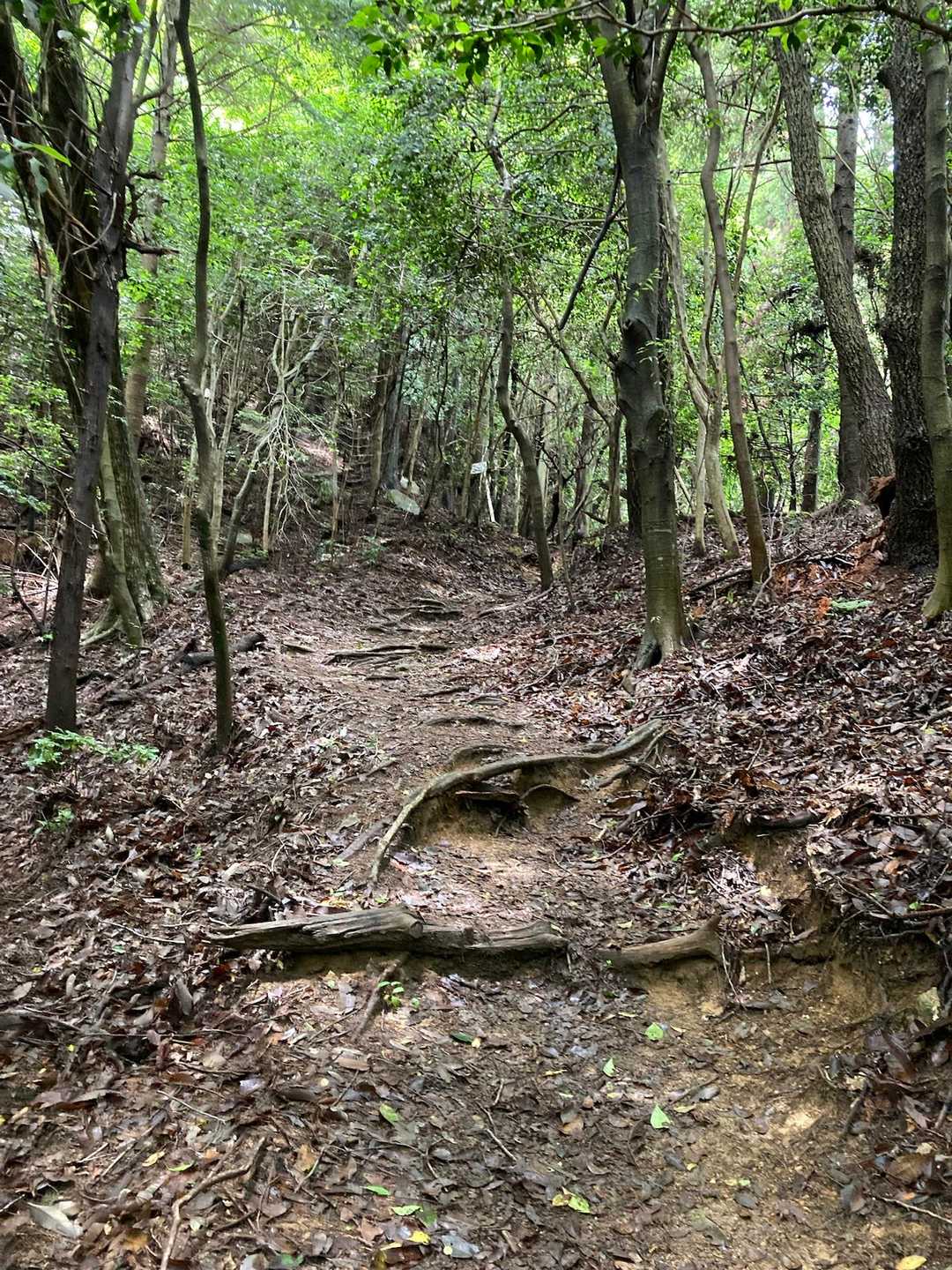 登山道は気持ち良くて、思ってたほどぬかるんでいなかった
