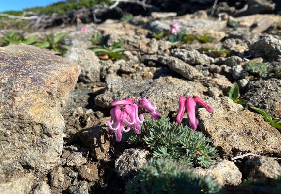 ペイ国の山 投稿詳細｜MOTOCLE